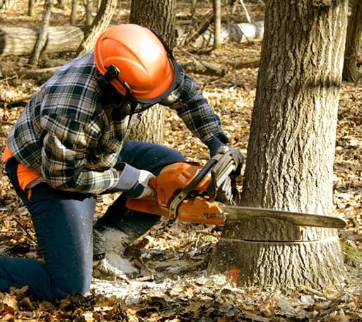 Tree Removal in Kykotsmovi Village, AZ